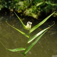 Flagellaria indica L.